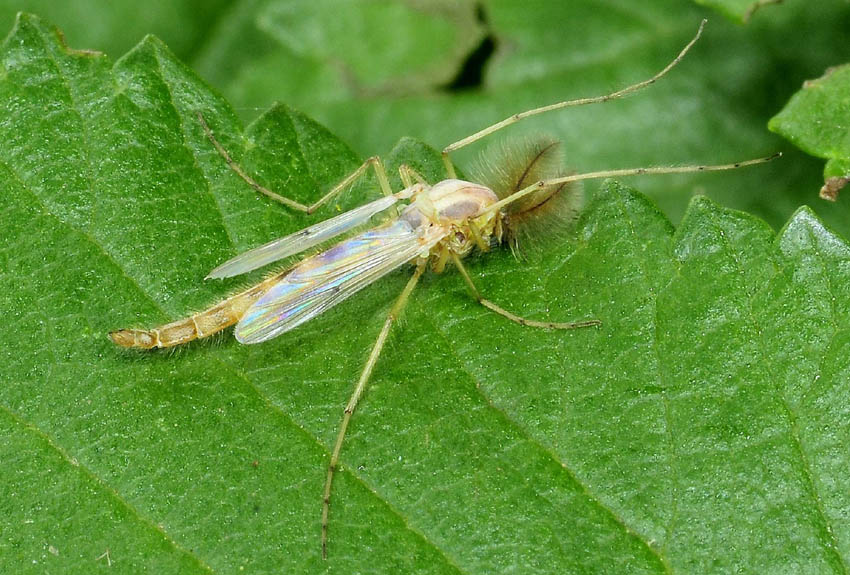 Chironomidae